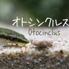 可愛いオトシンクルスの魅力をもっと伝えたい!