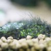 水草水槽に生えたヒゲ状苔、どう対処する?生体?薬剤?手で取る?