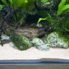 アクアリウムのレイアウトをガラッとチェンジ!コリドラスをメインに。