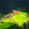黒ヒゲゴケ除去!2倍希釈木酢液を試すと水槽に紅葉の季節が訪れた