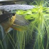 熱帯魚別繁殖記録