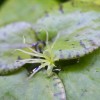 アマゾンフロッグピットに花が咲いた!開花の条件は?