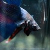 【ベタ繁殖】ベタトラディショナルとベタダブルテールの繁殖記録