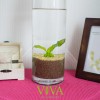 実践!アマゾンソードはフラワーベース(花瓶)で栽培できる?