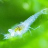 エビの赤ちゃんが続々孵化中。やっぱり満月と産卵は関係あり!?